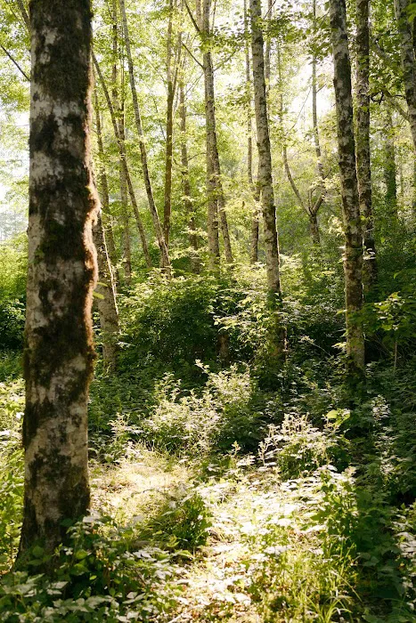 Wandering Woodlands 0