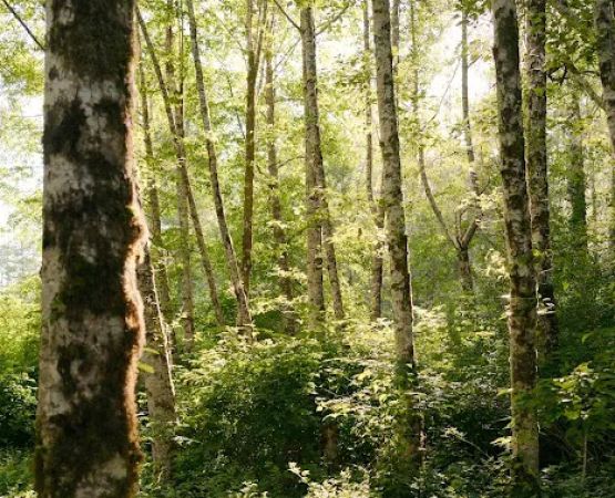 Wandering Woodlands