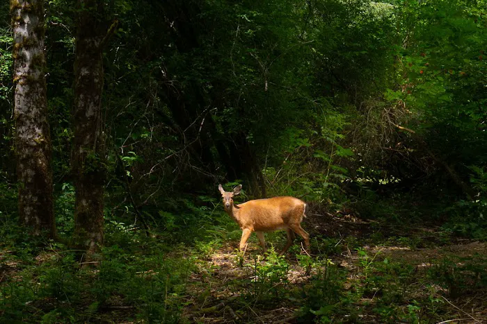 Wandering Woodlands 9
