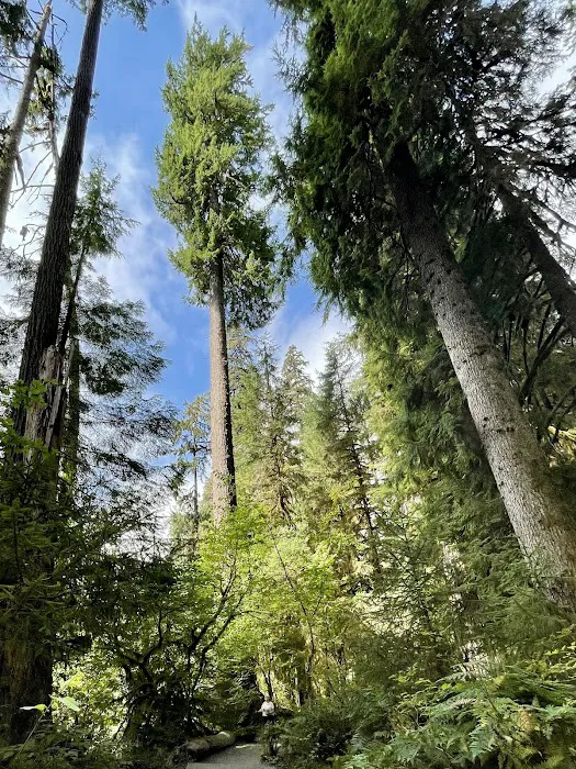 Hoh Rain Forest Campground 5