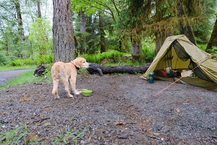 Hoh Rain Forest Campground 4