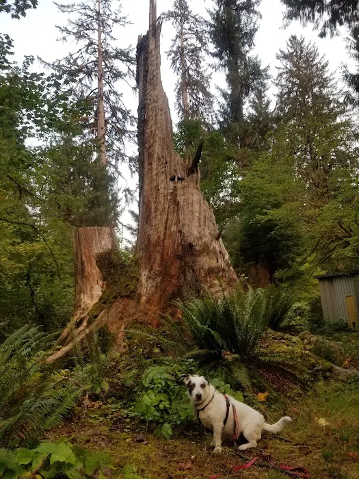Hoh Rain Forest Campground 6