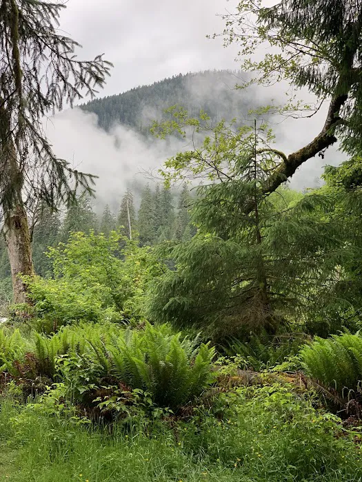 Hoh Rain Forest Campground 8