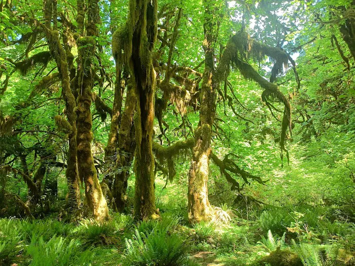 Hoh Rain Forest Campground 9