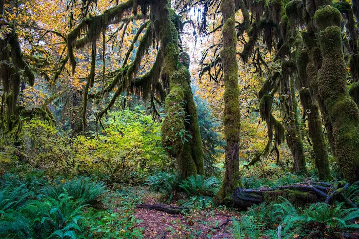 Hoh Rain Forest Campground 1