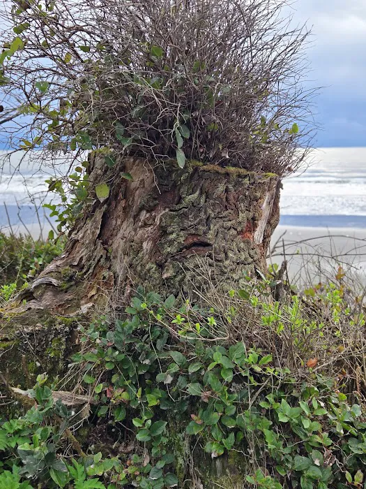 Kalaloch Campground Rv Dump Station 5