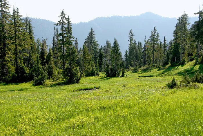 Three Lakes Campground, Olympic National Park 1