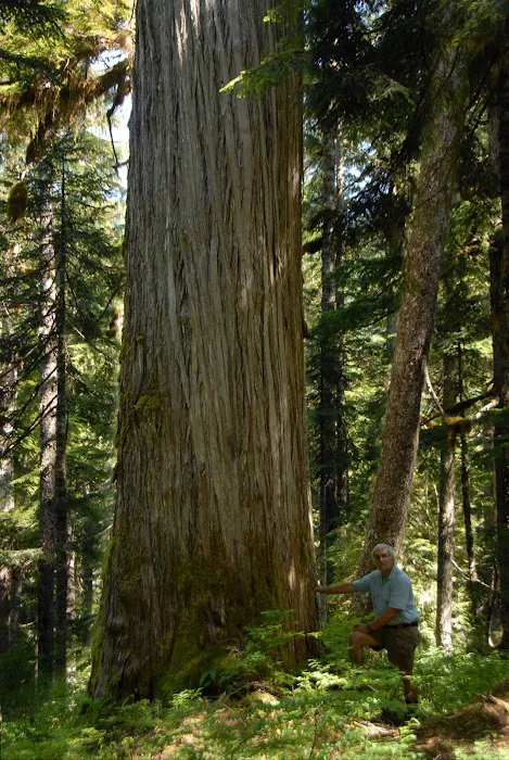 Three Lakes Campground, Olympic National Park 6