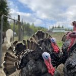 Paca Pride Guest Ranch