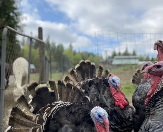 Paca Pride Guest Ranch