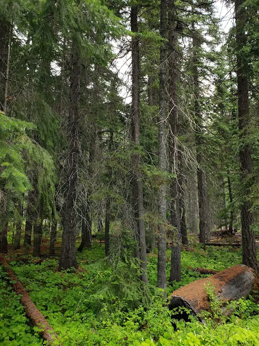 Lodgepole Campground 2