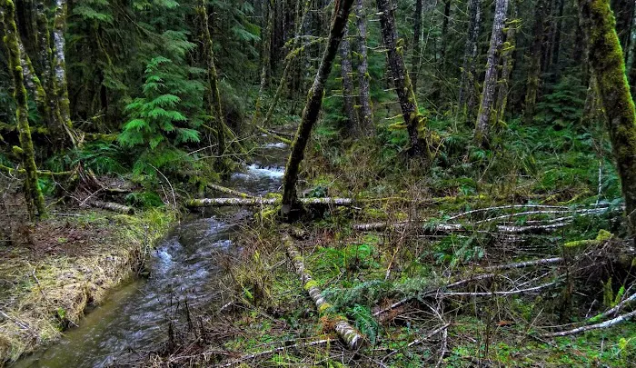 Forest Road 25 4