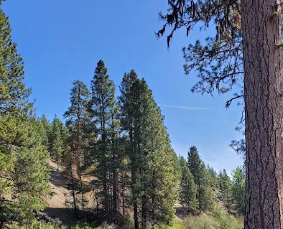 South Fork Tieton Dispersed Camping