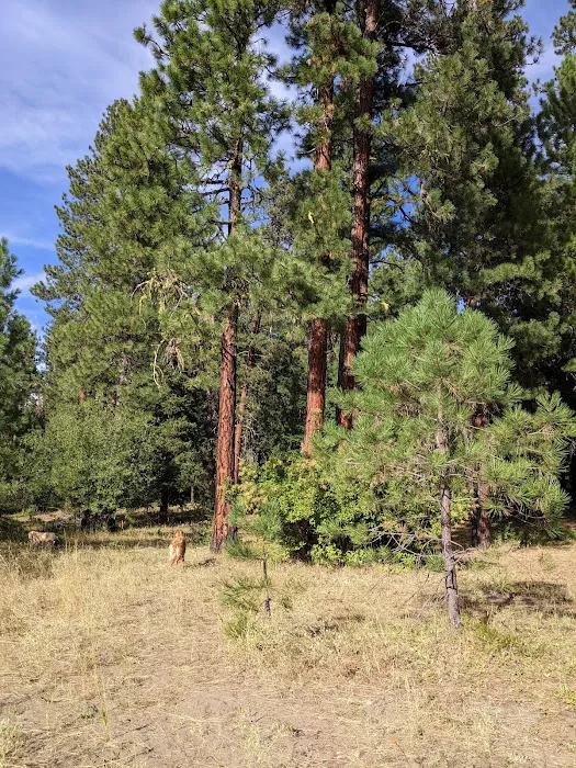 South Fork Campground 7