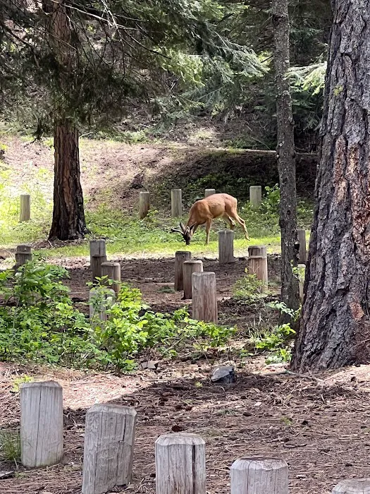 South Fork Campground 6