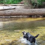 Salmon Cove Group Site