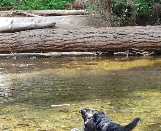 Salmon Cove Group Site