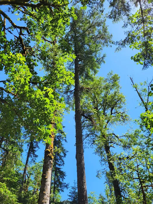 Collins Campground 8