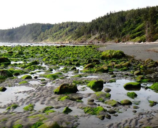 Seafield Creek