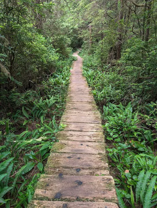 Cape Alava 1