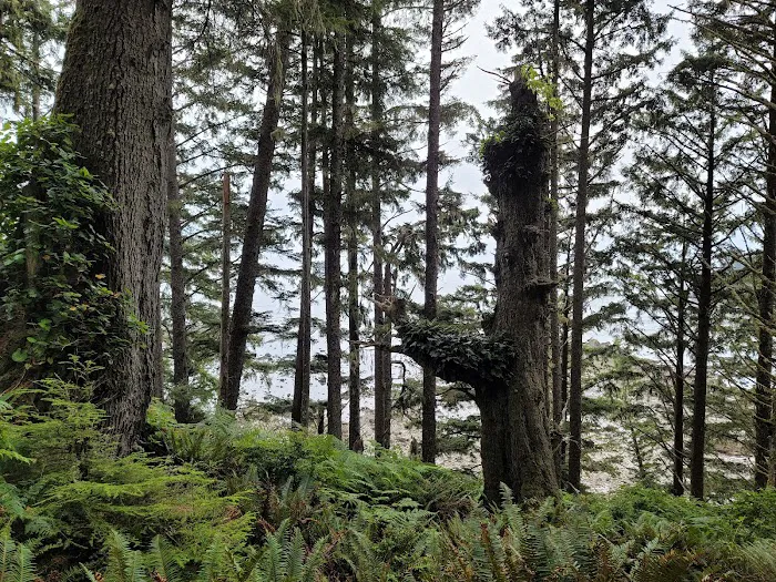 Cape Alava 3