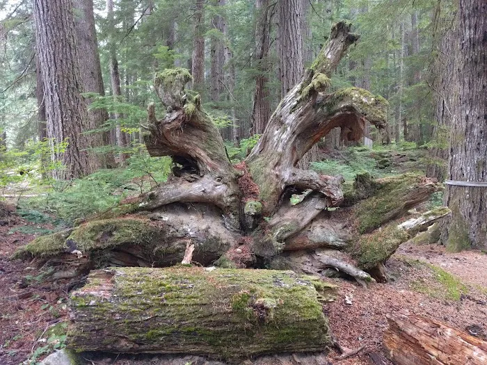 Big Timber 7