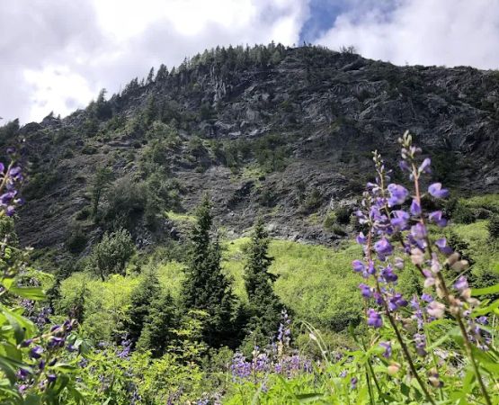 Honeymoon Meadows