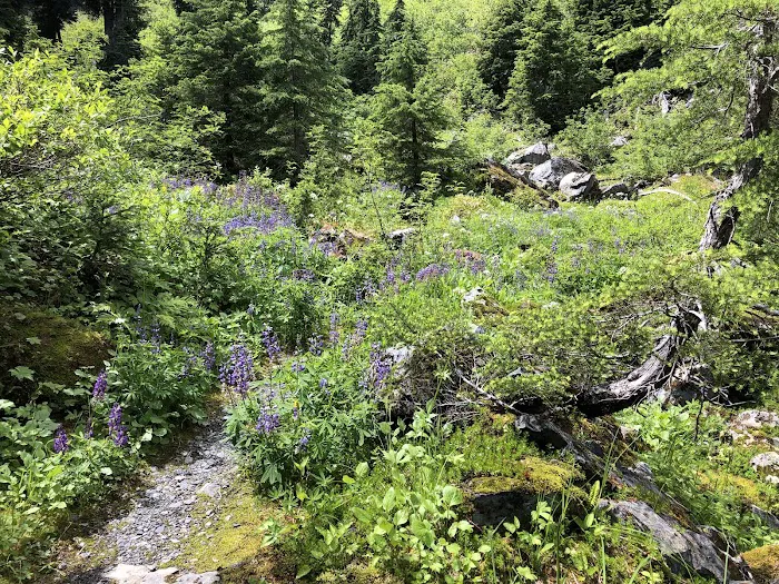 Honeymoon Meadows 7