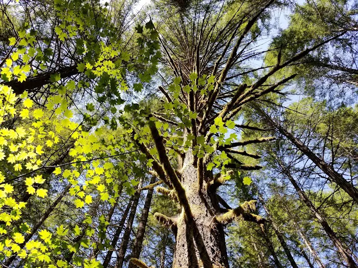 Beckler River Campground 8