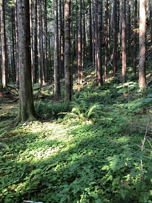 Coho Campground 7