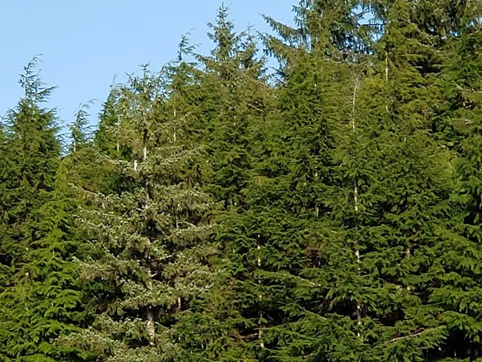 Snag Lake Campground 6