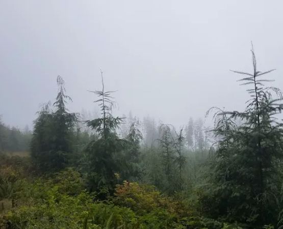 Western Lake Campground