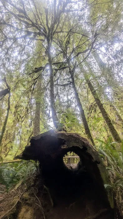 Lewis River Campground 6
