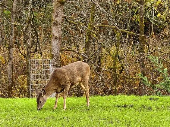Deer Meadow RV Park 6