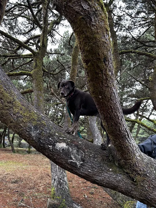 Twin Harbors State Park Campground 2