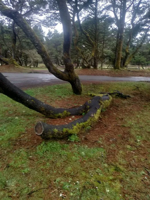 Twin Harbors State Park Campground 7