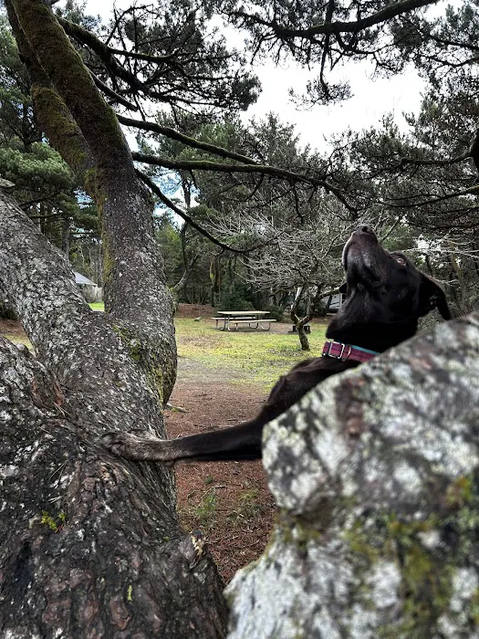 Twin Harbors State Park Campground 8