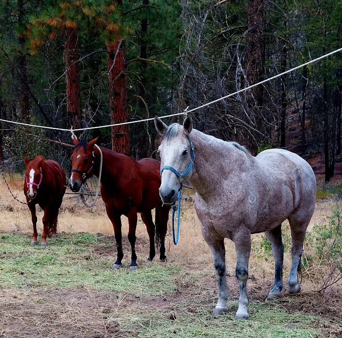 Whistlin' Pine Ranch 8