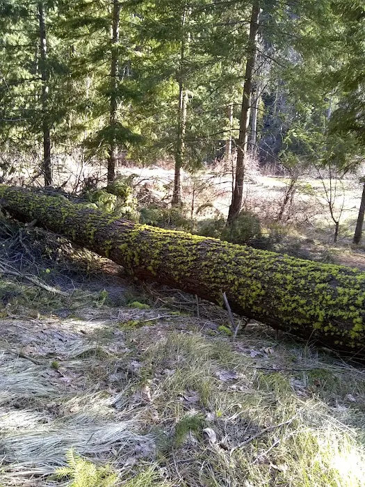 Pine Flats Campground 7