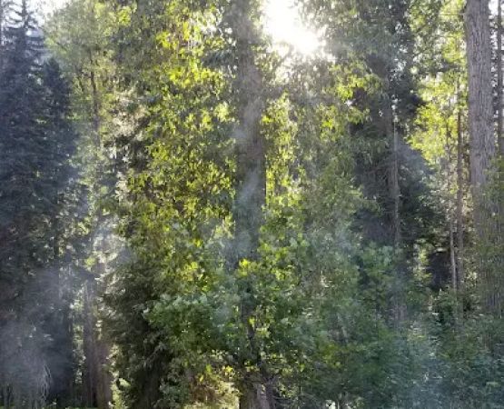 Phelps Creek Campground/Horse Camp