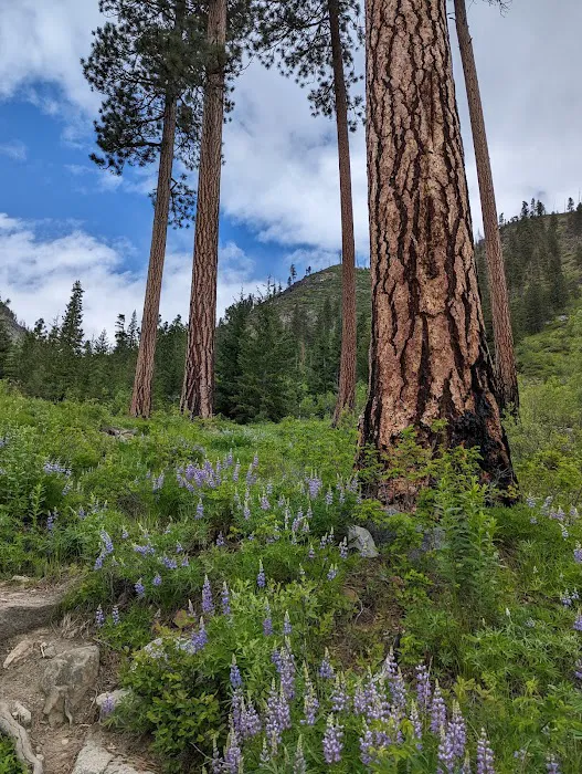 Eightmile Lake Campground 6