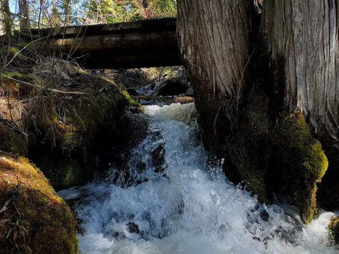 Lower Johnny Creek Campground 1