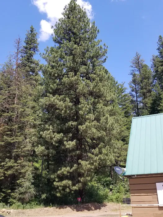 Mineral Springs Group Campground 1