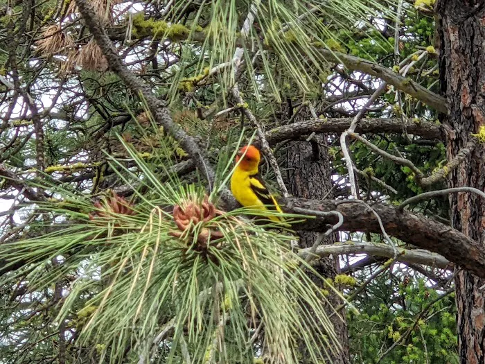 Ponderosa Campground 4