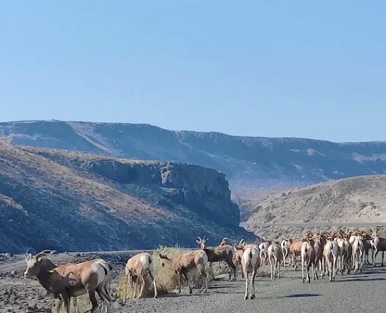 Rocky Coulee Recreation Area
