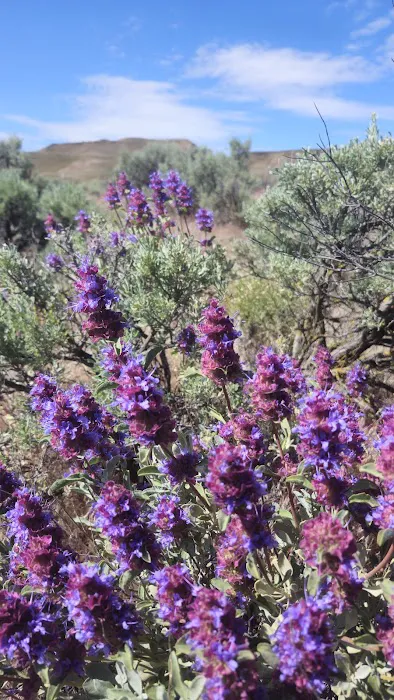 Wanapum State Park Campground 8