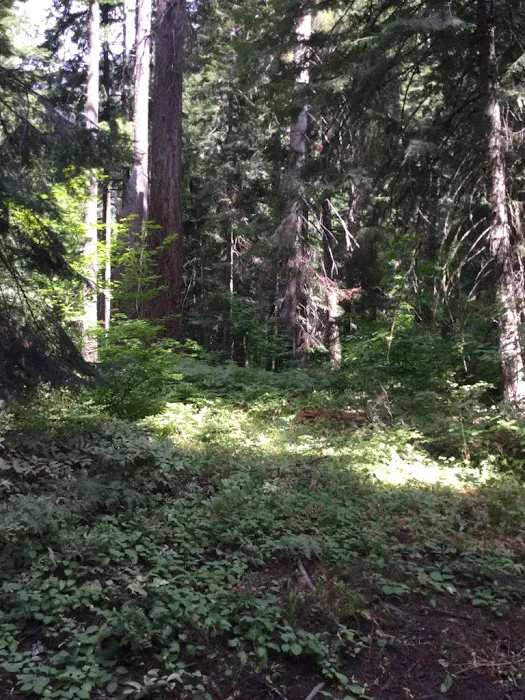 White River Falls Campground 9