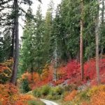 Meadow Creek Campground