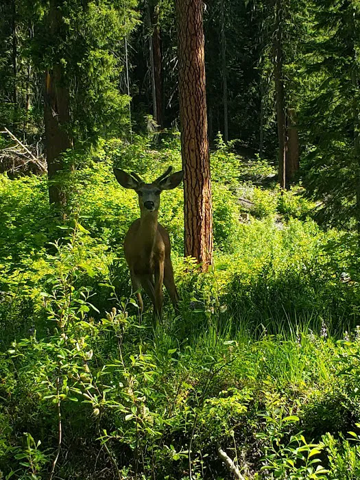 Meadow Creek Campground 5