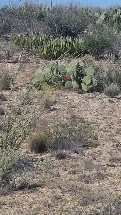 Grapevine Hills 3 9